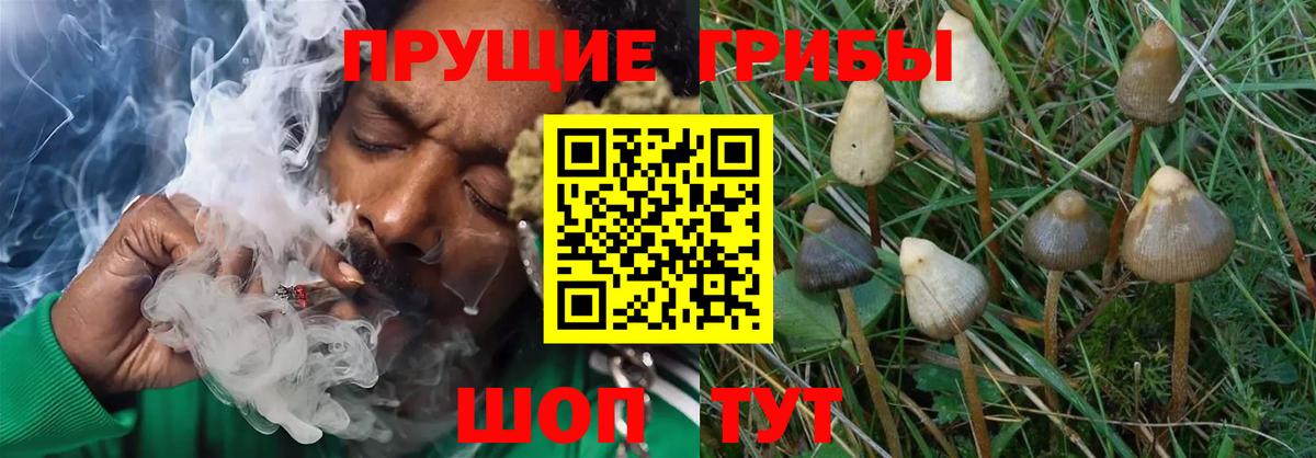 Галлюциногенные грибы Cubensis  Вход с VPN  Карпинск 